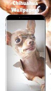 cute chihuahua screenshot 3