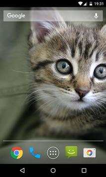 Cat Wallpaper screenshot 6
