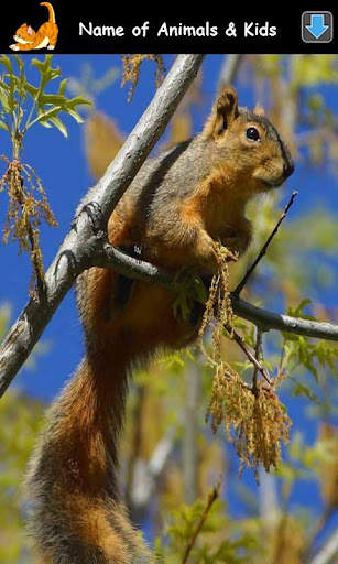 Animal Sounds for Kids Lite screenshot 14