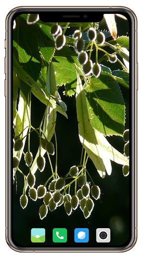 Fruit Trees Wallpaper HD screenshot 16
