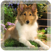 Dream dog lwp icon