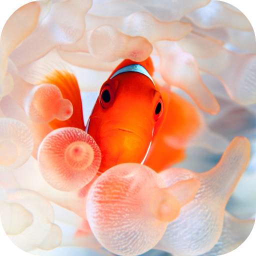 Clownfish Video Live Wallpaper 5.0
