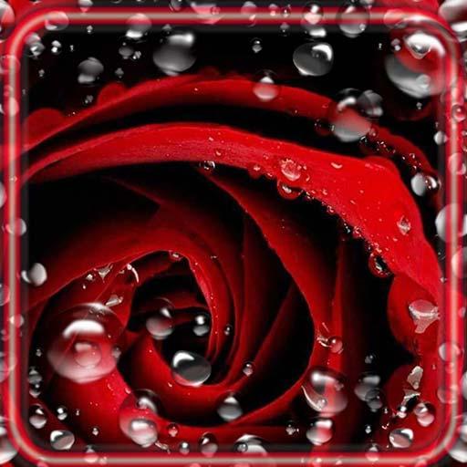 Roter Rosentau Lebe Tapete icon