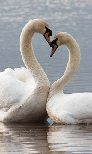 Birds Wallpapers स्क्रीनशॉट 2