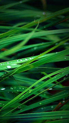 Green Wallpaper 4K, Green Shades background screenshot 14