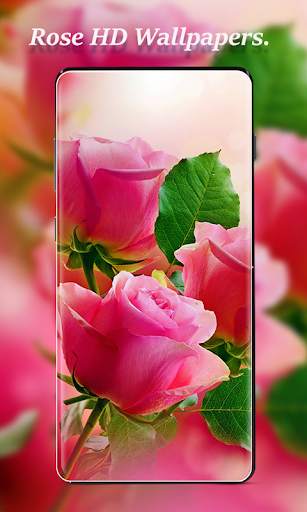 Rose Wallpapers screenshot 2
