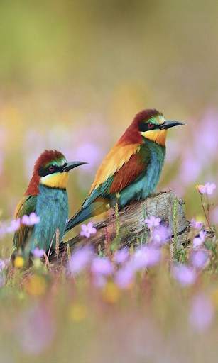Birdpaper - Bird Mobile Wallpapers screenshot 6