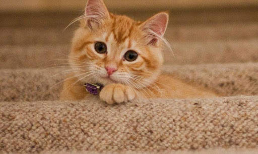 Sassy Cat Live Wallpaper screenshot 12