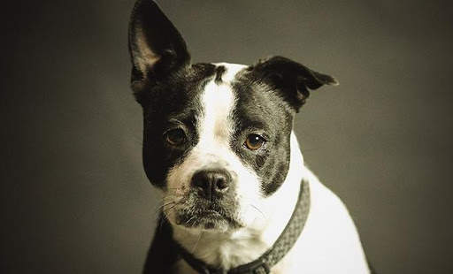 Puzzle Rompecabezas Dogs (Offline) screenshot 6