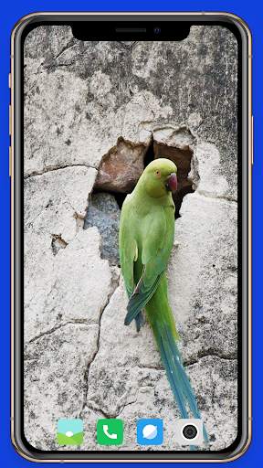 Parrot Wallpaper HD screenshot 10