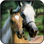 Cute horse wallpapers icon