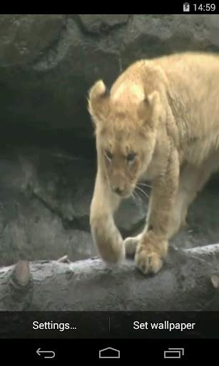 Lion Video Live Wallpaper screenshot 1