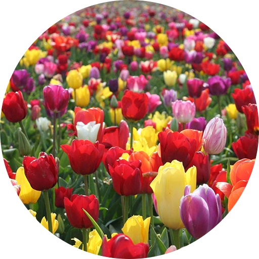 Tulips Wallpapers icon