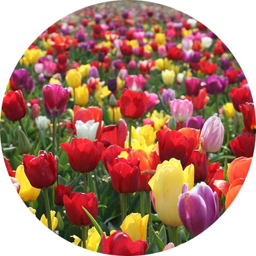 Tulips Wallpapers 1.5