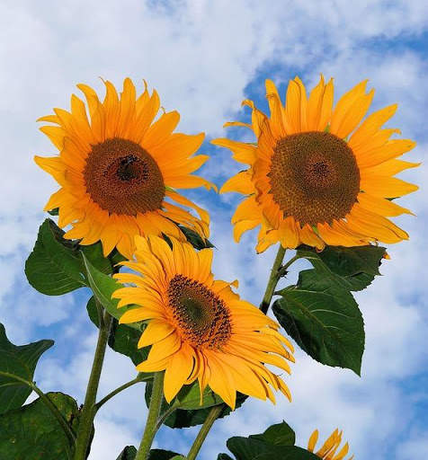 Stylish Flower Images screenshot 4