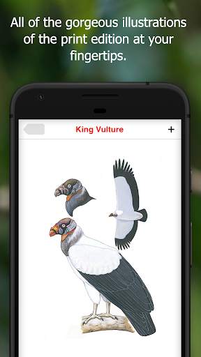Birds of Ecuador screenshot 4