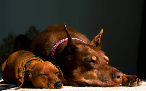 Doberman Wallpaper: backgrounds hd screenshot 12