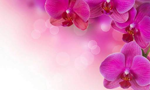 Flower Wallpaper HD screenshot 3