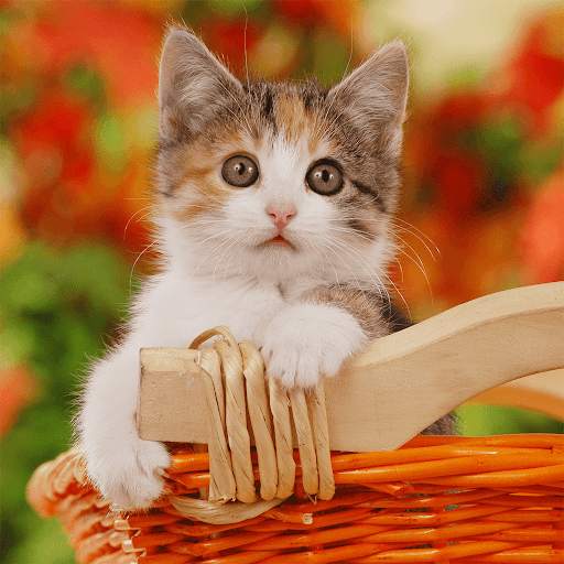 Cats & Kittens Jigsaw Puzzles screenshot 5