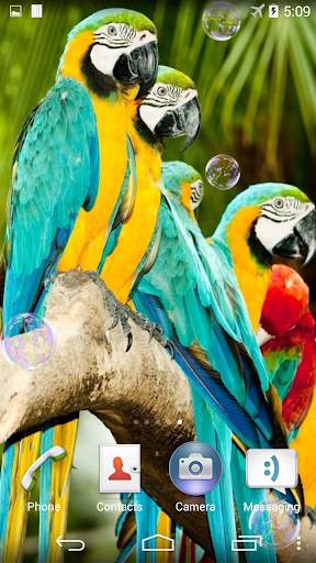 Parrots Live Wallpaper screenshot 2