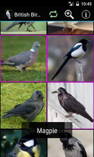 British Birds screenshot 5