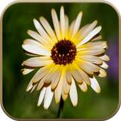 Good Morning Flowers on 9Apps