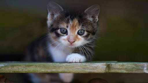 Cute Cats Live Wallpaper (backgrounds & themes) screenshot 8