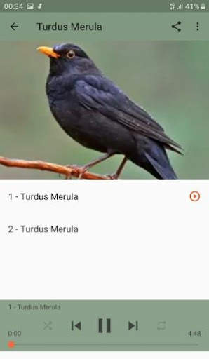 Song Thrush screenshot 4