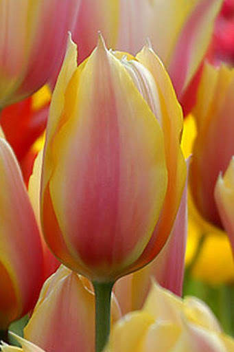 Flower Tulip HD screenshot 4