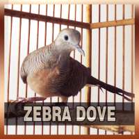Zebra Dove Song Collections on 9Apps