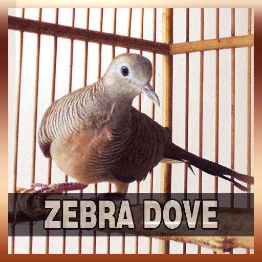 Zebra Dove Song Collections 1.0