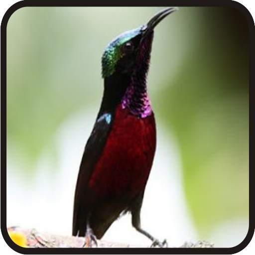 Kicau Kolibri Ninja Full Isian 1.1