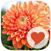 660 Photos icon