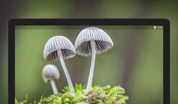 Mushroom Wallpapers HD (backgrounds & themes) screenshot 13