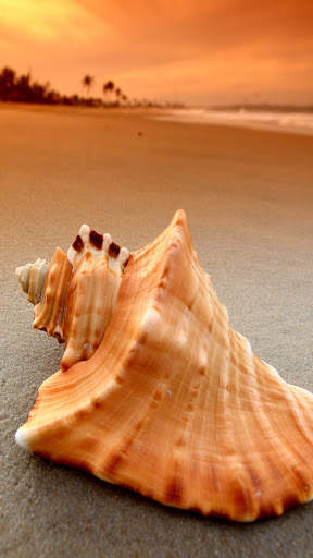 Seashell wallpaper HD screenshot 5