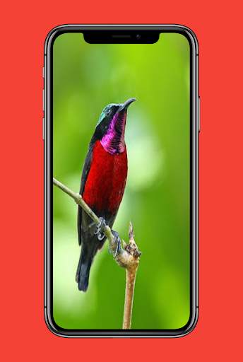 Suara Kolibri Buat Pikat скриншот 4