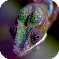 Chameleon Live Wallpaper logo