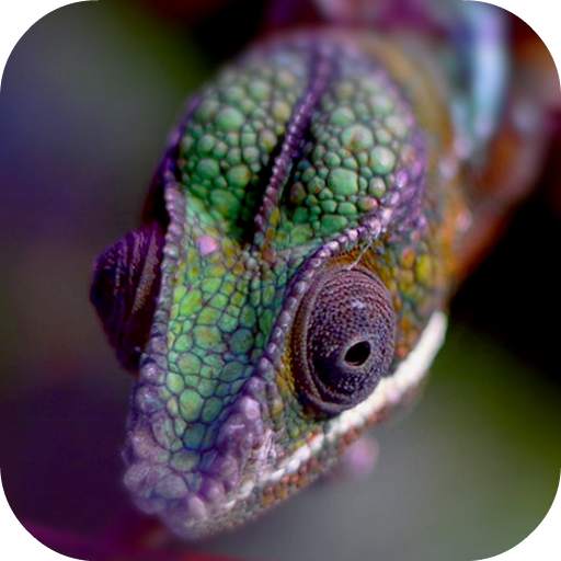 Chameleon Live Wallpaper 4.0