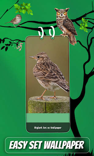 Bird Sound And Ringtones screenshot 6