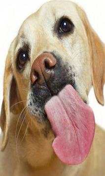 Cats Dogs lick screen LWP screenshot 2