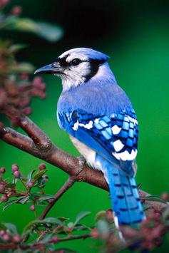 Birds Wallpaper screenshot 1