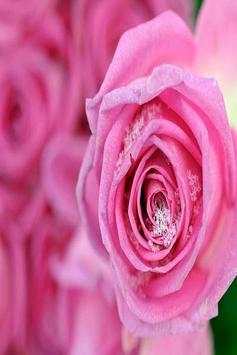 flower wallpaper hd full screen 🌹🌹 screenshot 4
