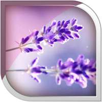 Lavender Live Wallpaper