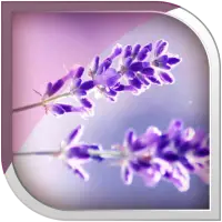 Lavender Live Wallpaper