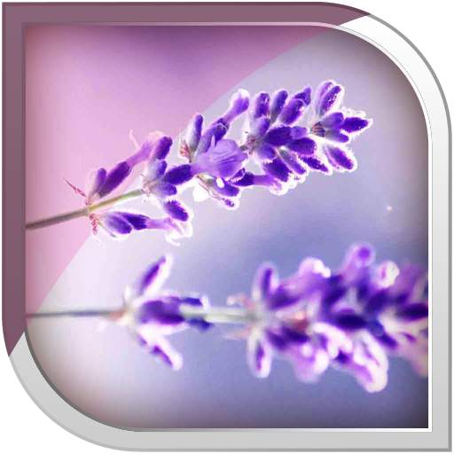Lavender Live Wallpaper 10.10
