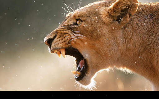 Lion Live Wallpaper screenshot 6
