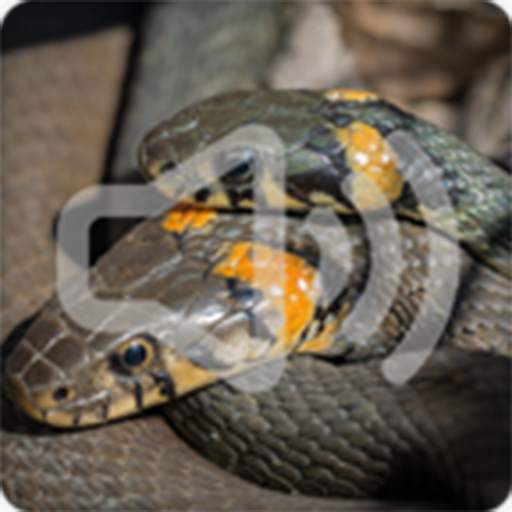 Snake Sounds Ringtone 8.0.0