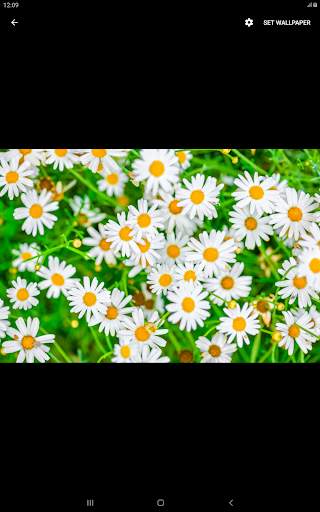 Image Wallpaper-7 screenshot 6
