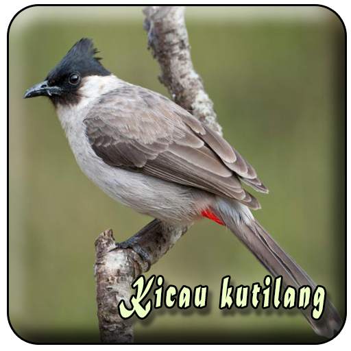 Suara Burung Kutilang Offline 1.0.0