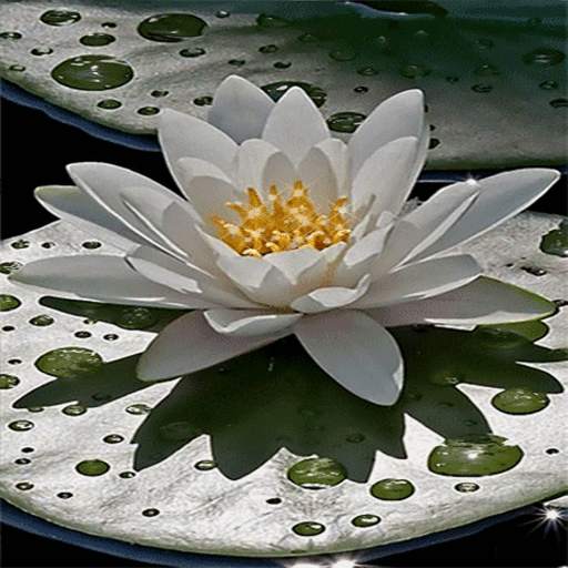 Beautiful Lotus Live Wallpaper 3